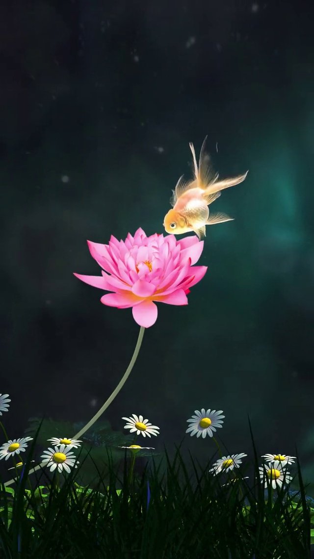 荷花金鱼