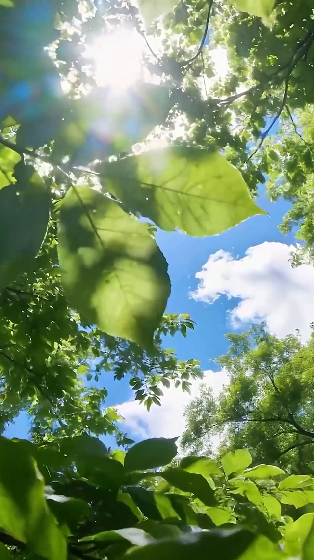 护眼绿景树木