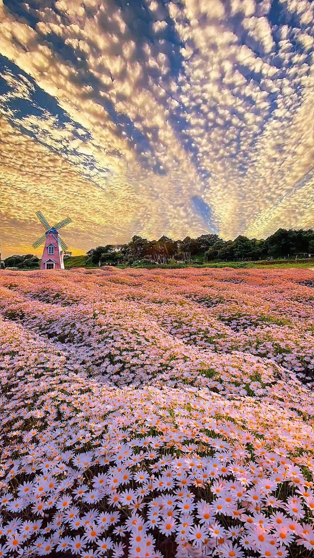 雏菊花海