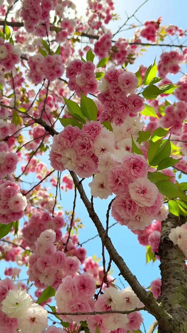 热爱生活 别辜负眼前季节