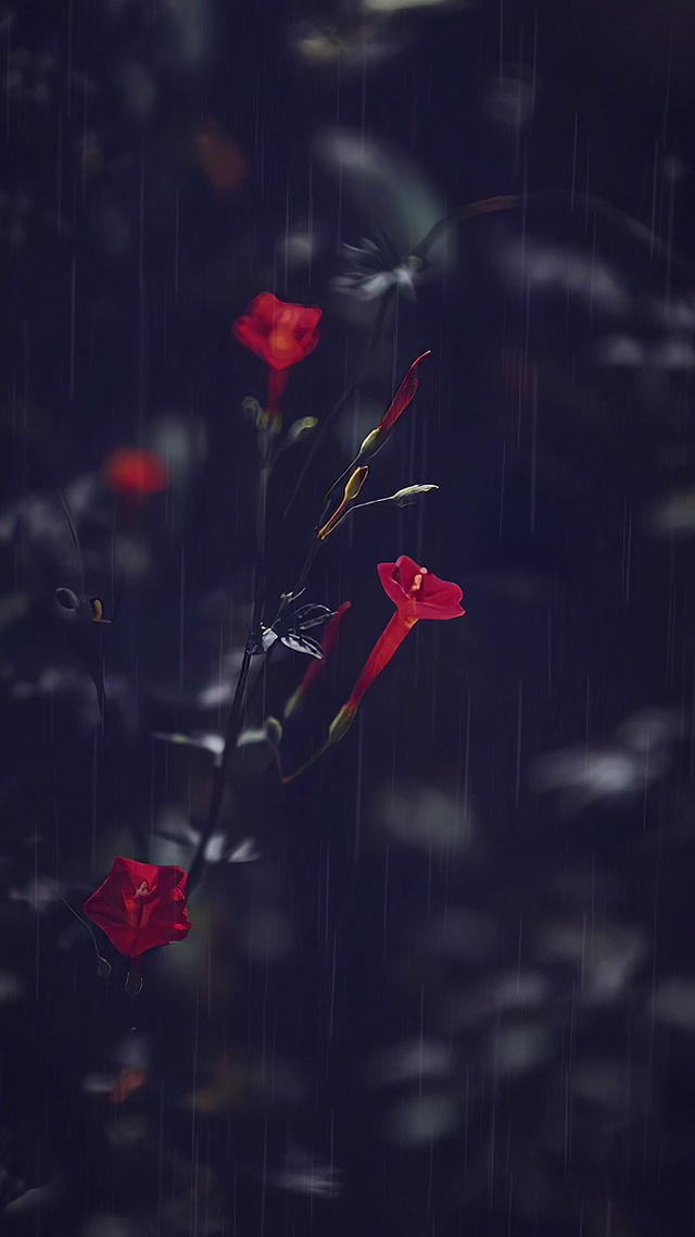 花草🌿治愈系高清动态壁纸