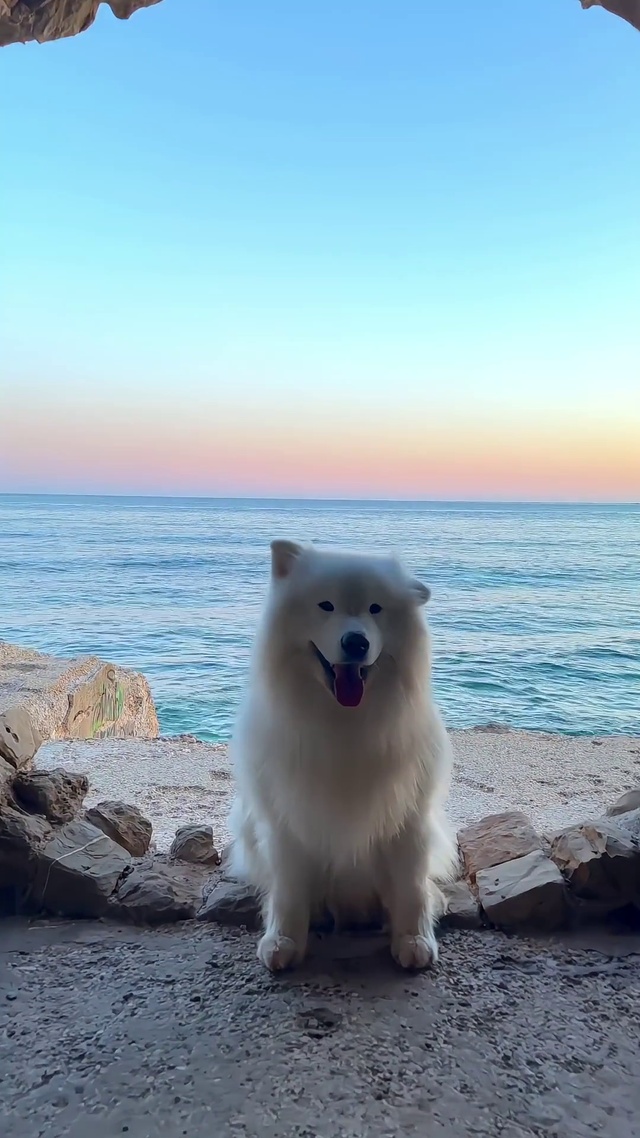 可爱狗狗