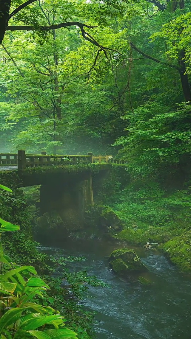 超清壁纸雨后山林 风景手机动态壁纸 风景手机壁纸下载 元气壁纸