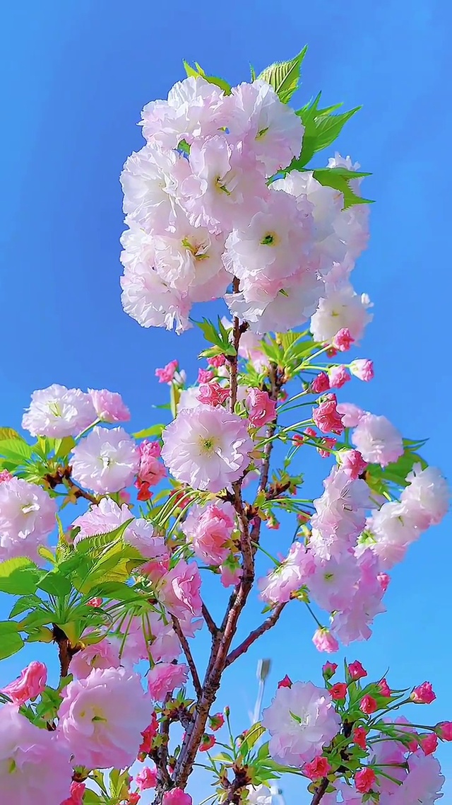 樱花盛开的季节