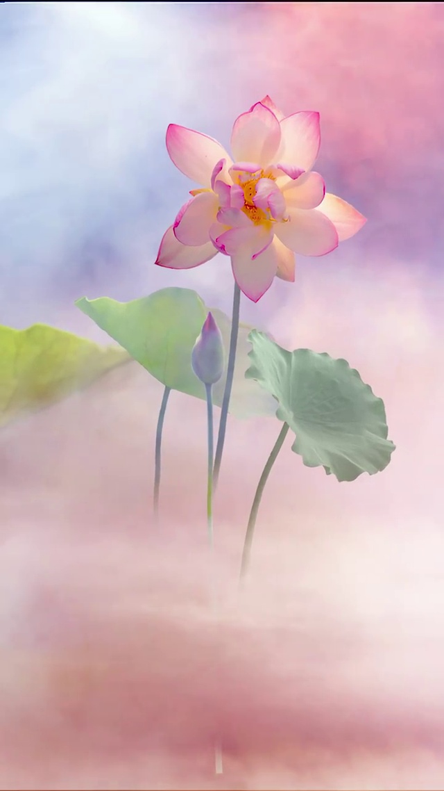 有点仙～治愈荷塘花