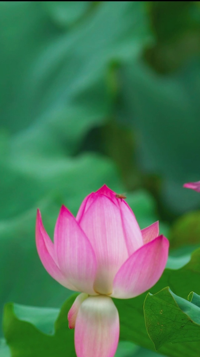 夏季荷花池