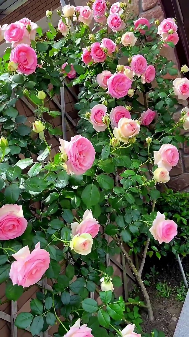 春暖花开 春风徐来