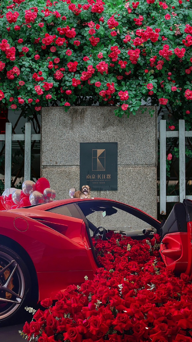 治愈浪漫玫瑰花车