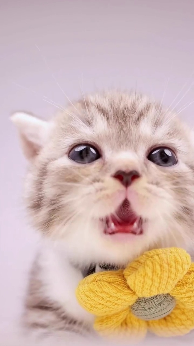 凶凶小奶猫