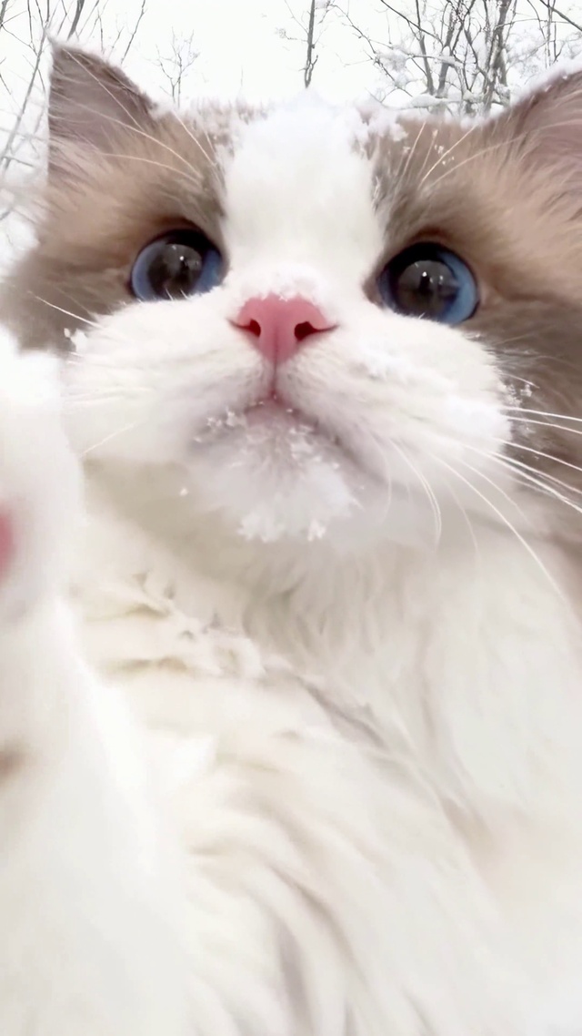 雪地萌猫伸手打招呼