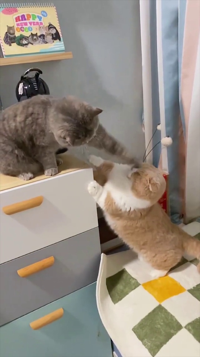 短腿的猫咪
