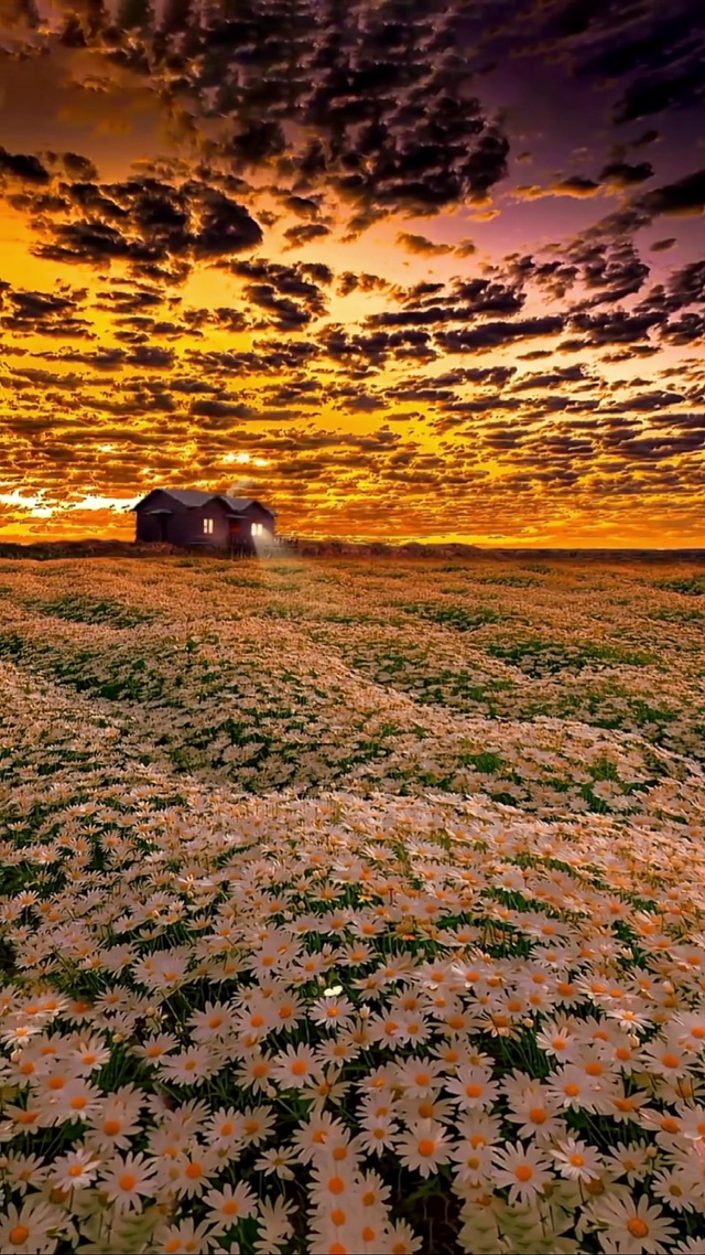 这么好看晚霞小菊花
