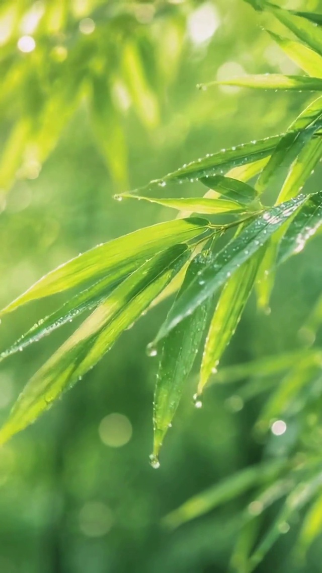 清新雨后青竹自然风景