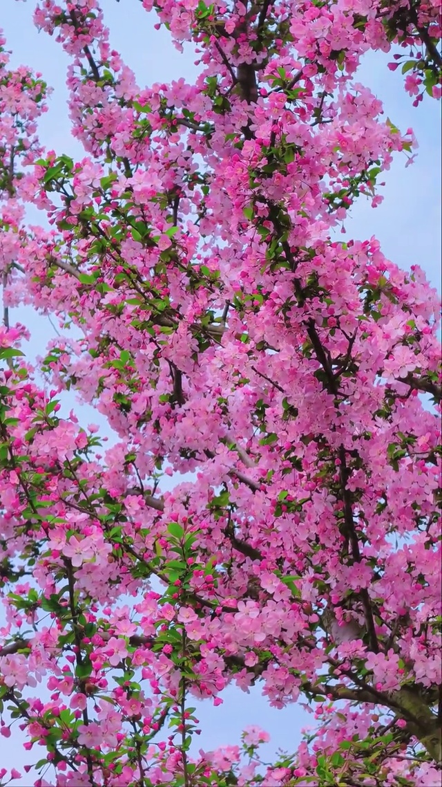 海棠花下春风里，春日浪漫无比。
