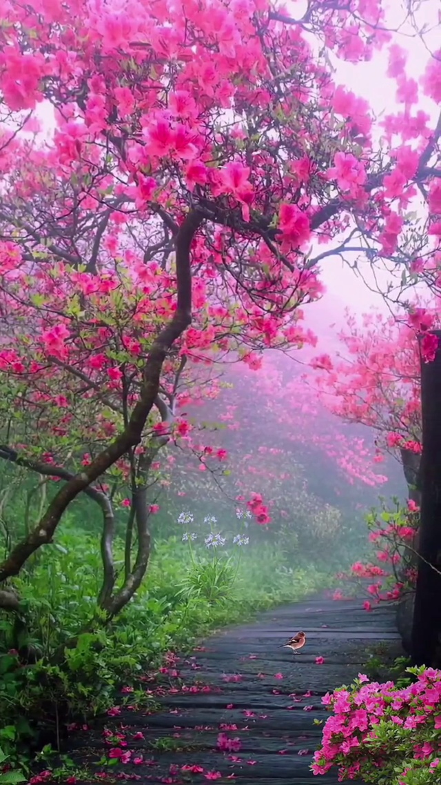 可是一树红杜鹃，
惹得蝴蝶上下翻，
鸟语朦胧连声喊，
天外飞来桃花仙。