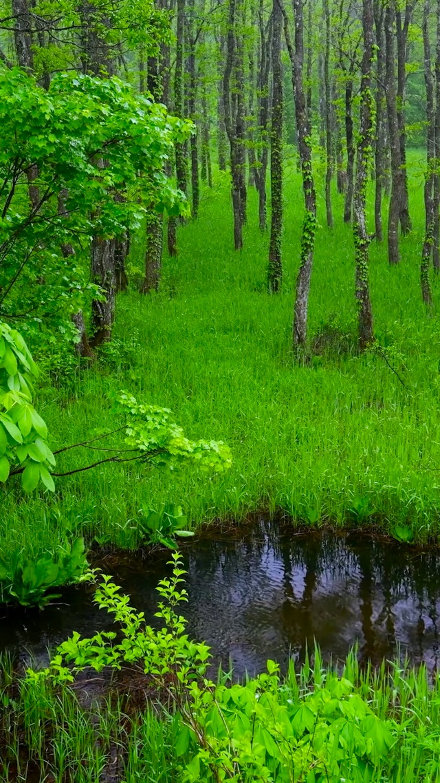 护眼清新绿林小溪