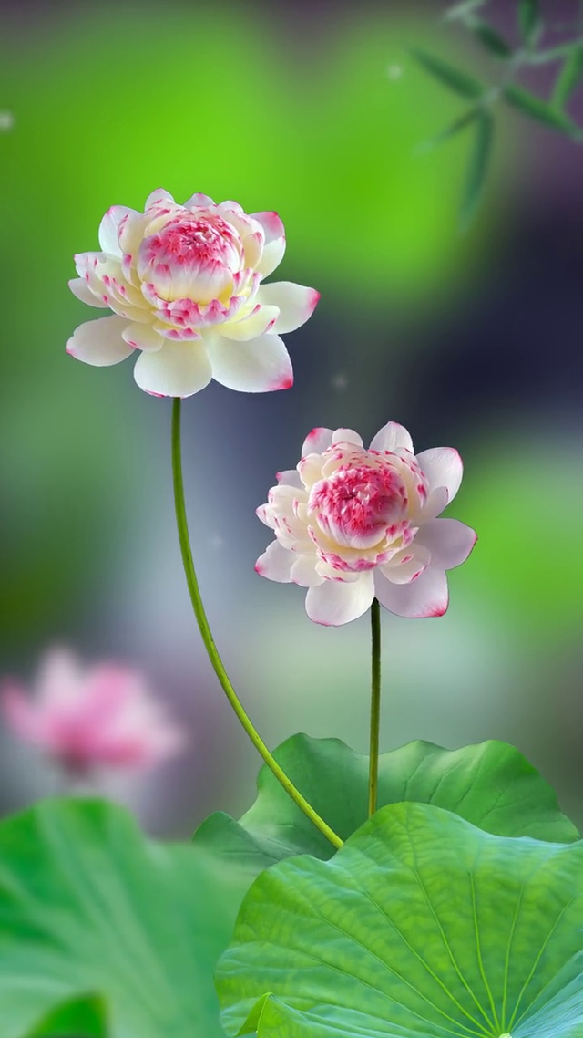 心如莲花