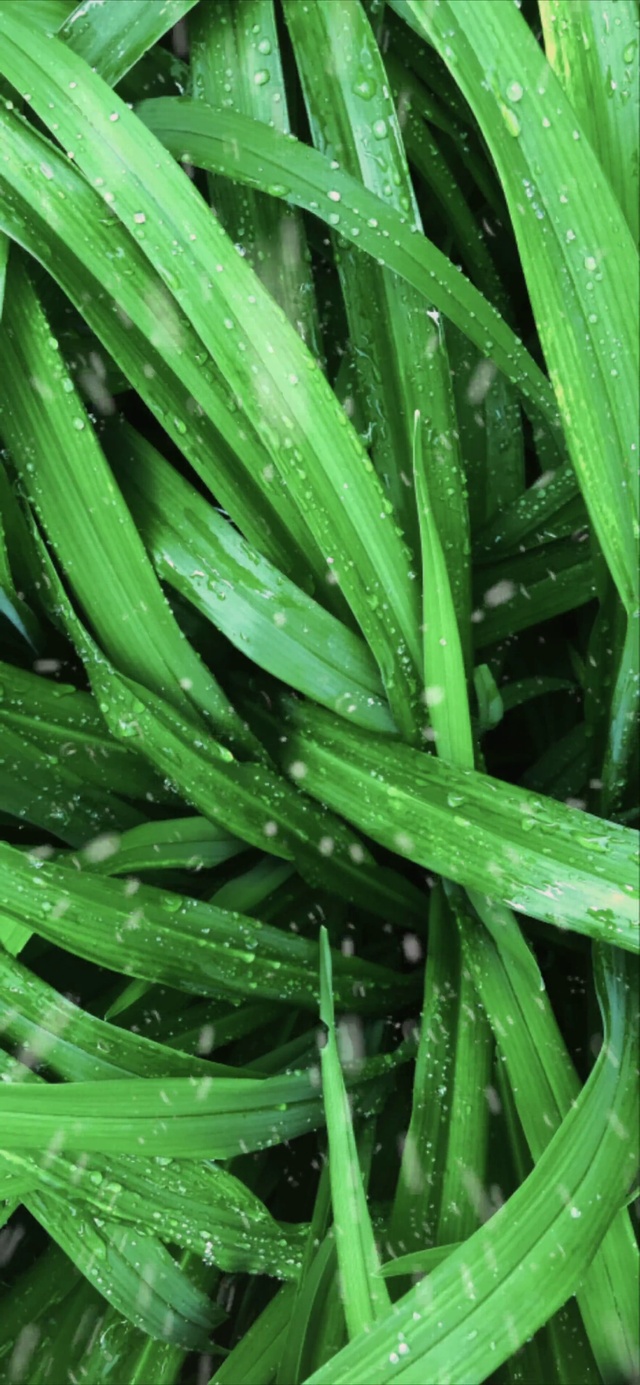 动态高清绿色护眼