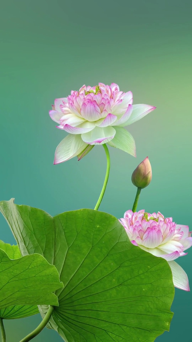 芙蓉不及美人妆，水殿风来珠翠香。