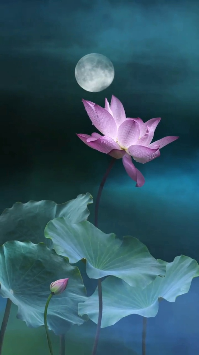 一花一世界
