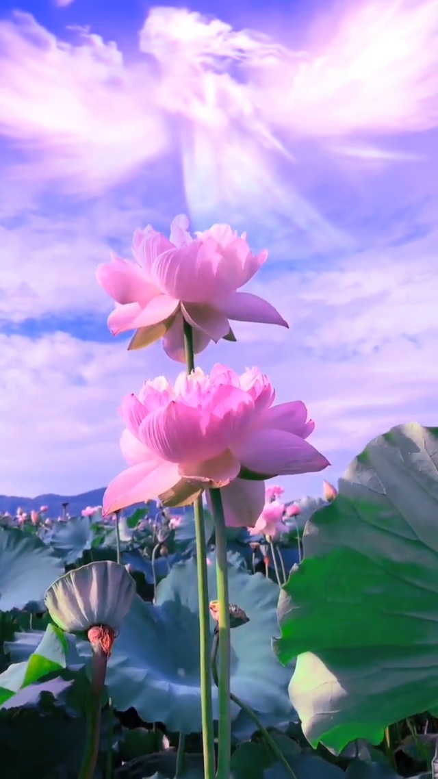 愿化身为一朵莲