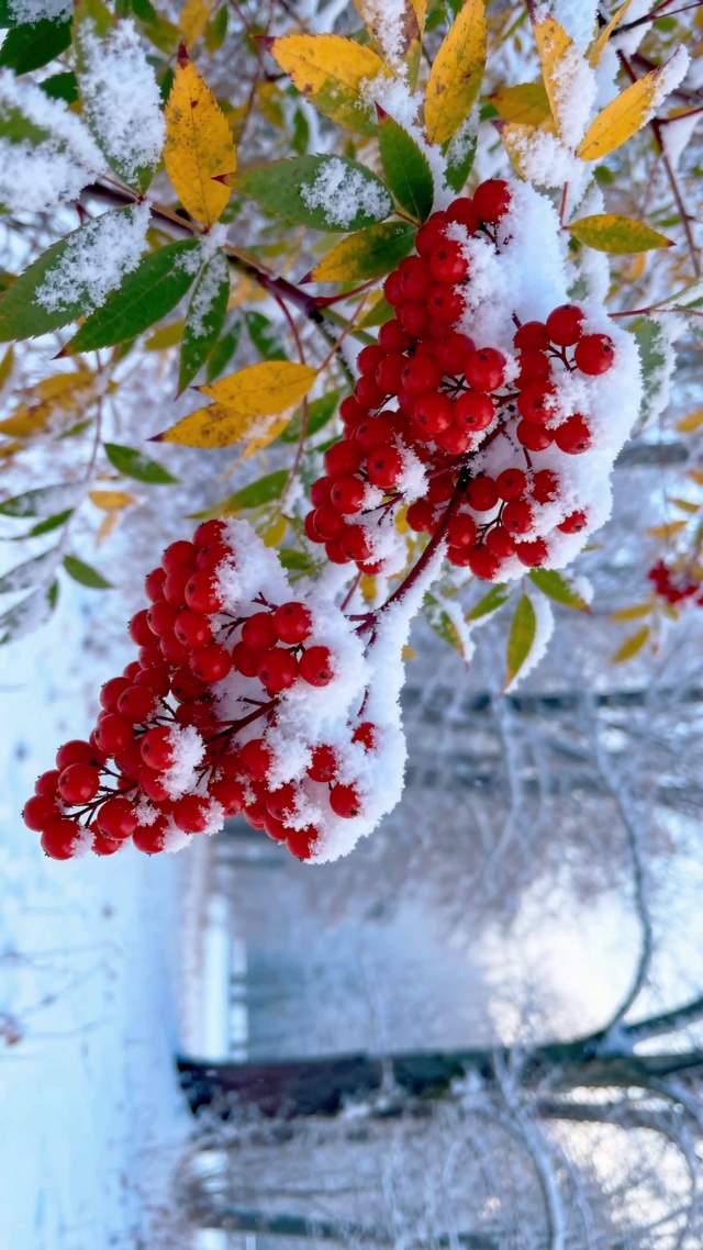 冬雪红果