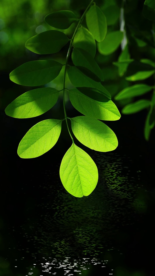 树叶治愈壁纸