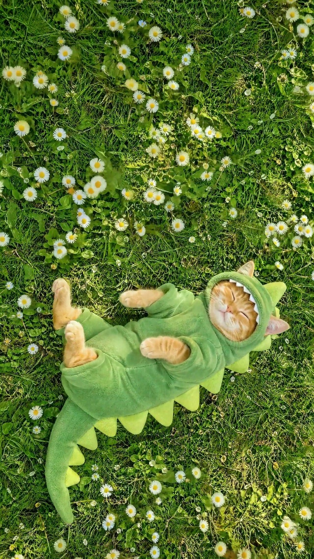 草地上打盹的小猫