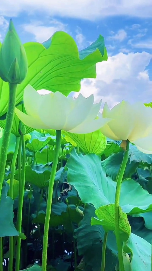 #荷叶–出淤泥而不染