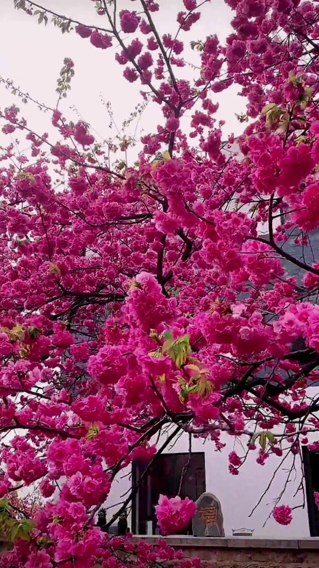 浪漫樱花