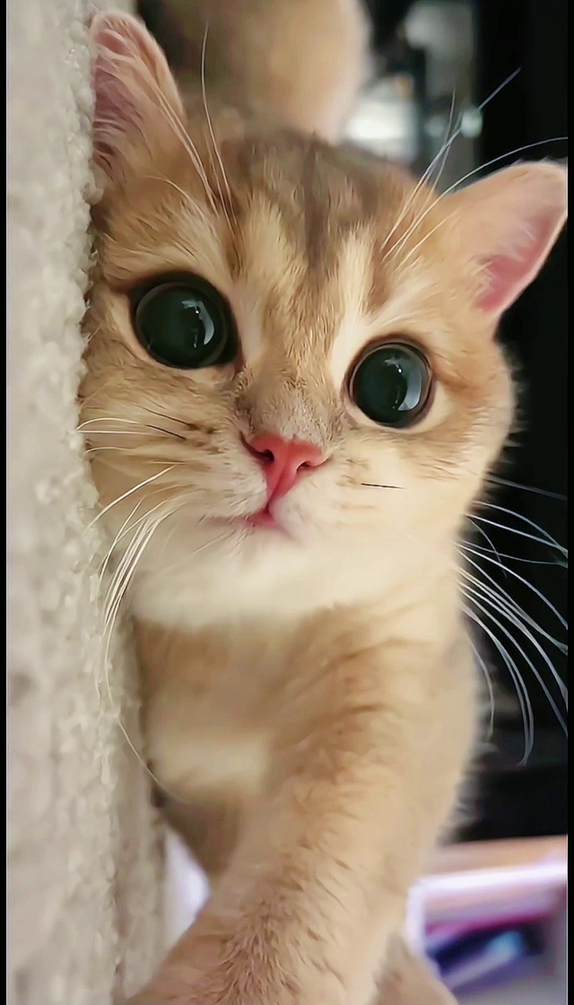 高清猫咪