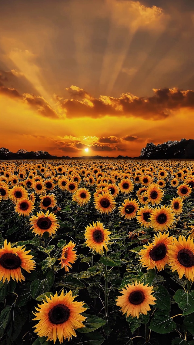 浪漫向日葵花海