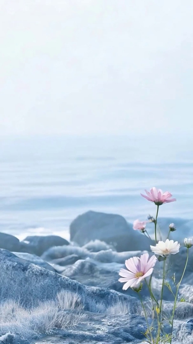 海边花草树木