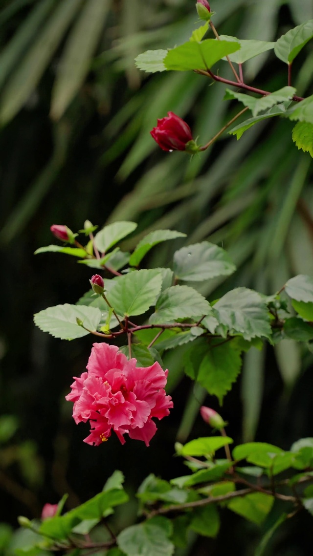 绿色护眼小花朵