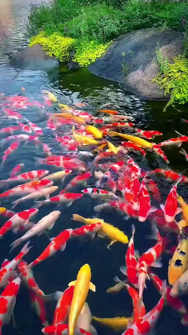 鸿运当头，好运连连