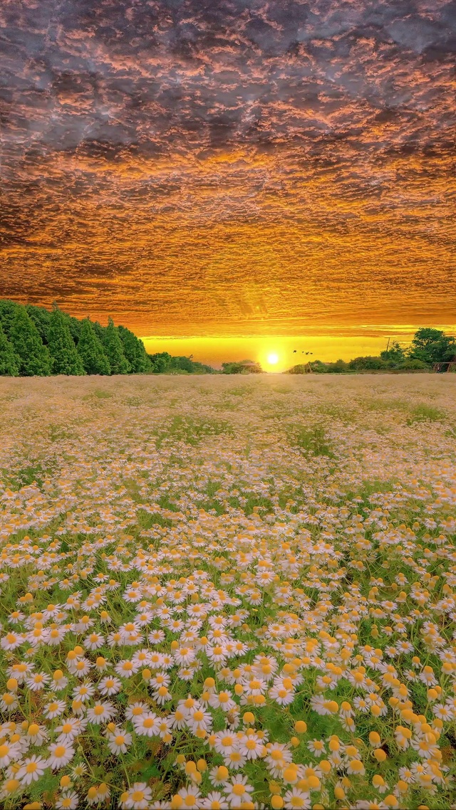 航拍浪漫小雏菊