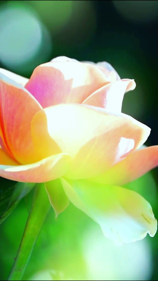 送你一朵玫瑰花 4K