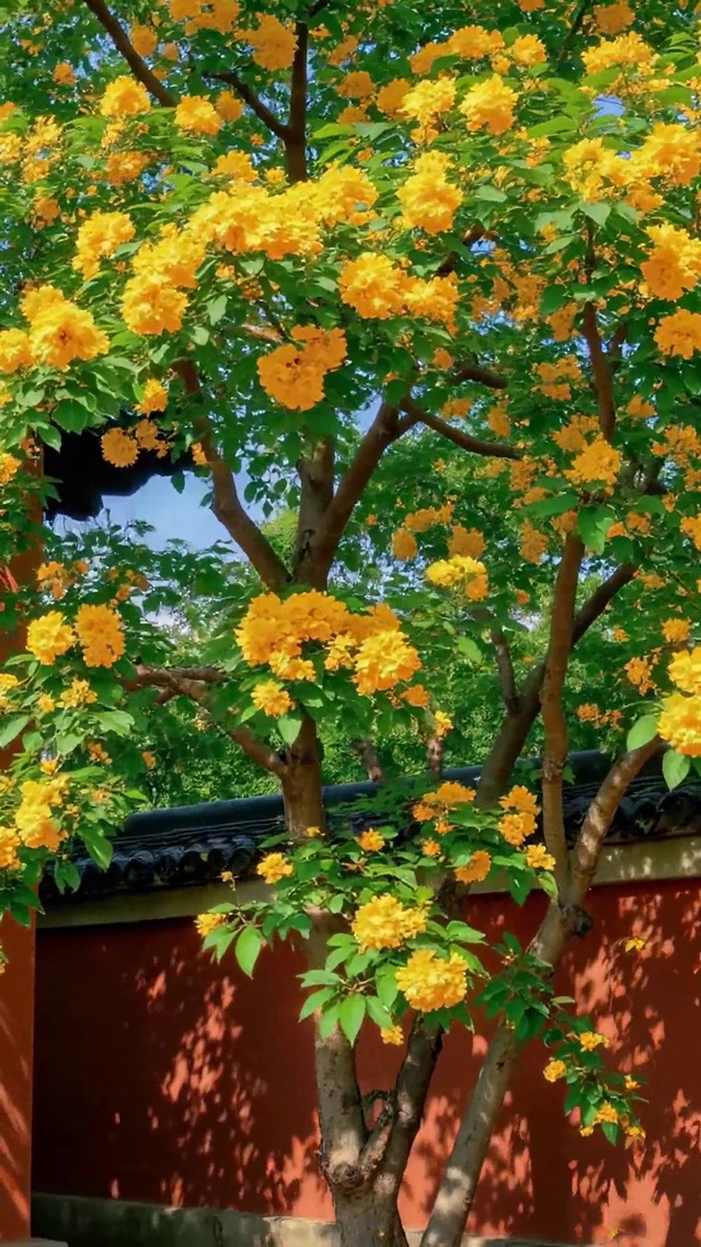 黄花开满中式红墙庭院