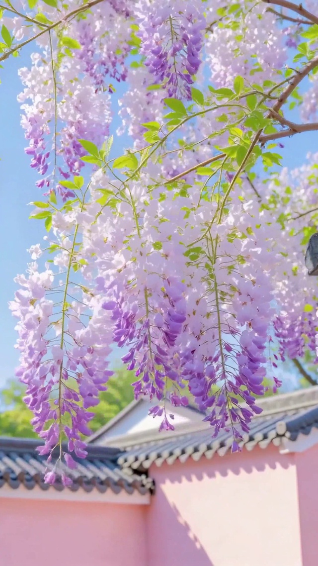 护眼紫藤粉墙