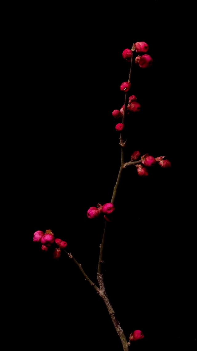 墙角数枝梅，凌寒独自开。