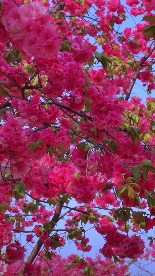 樱花树下