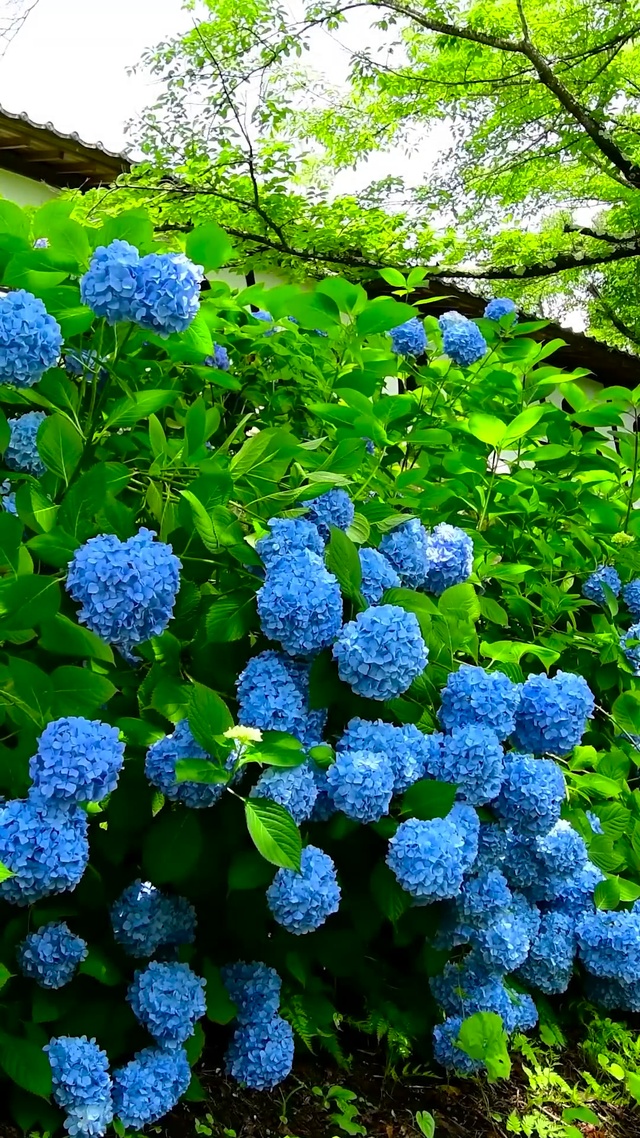 夏日紫阳花