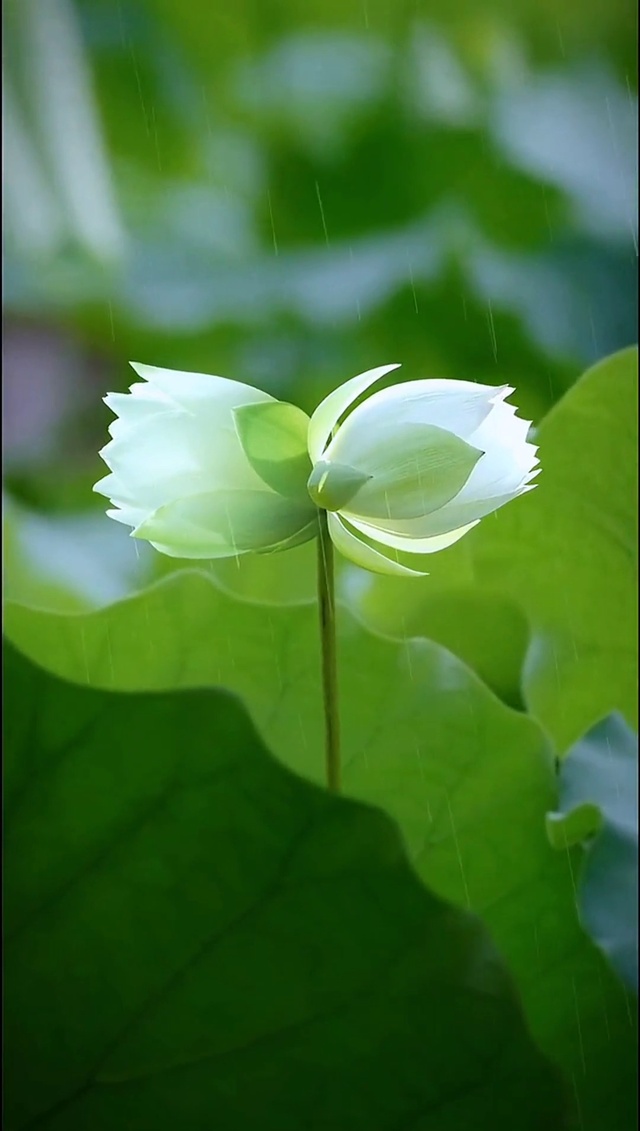 并蒂莲开 好运常来
