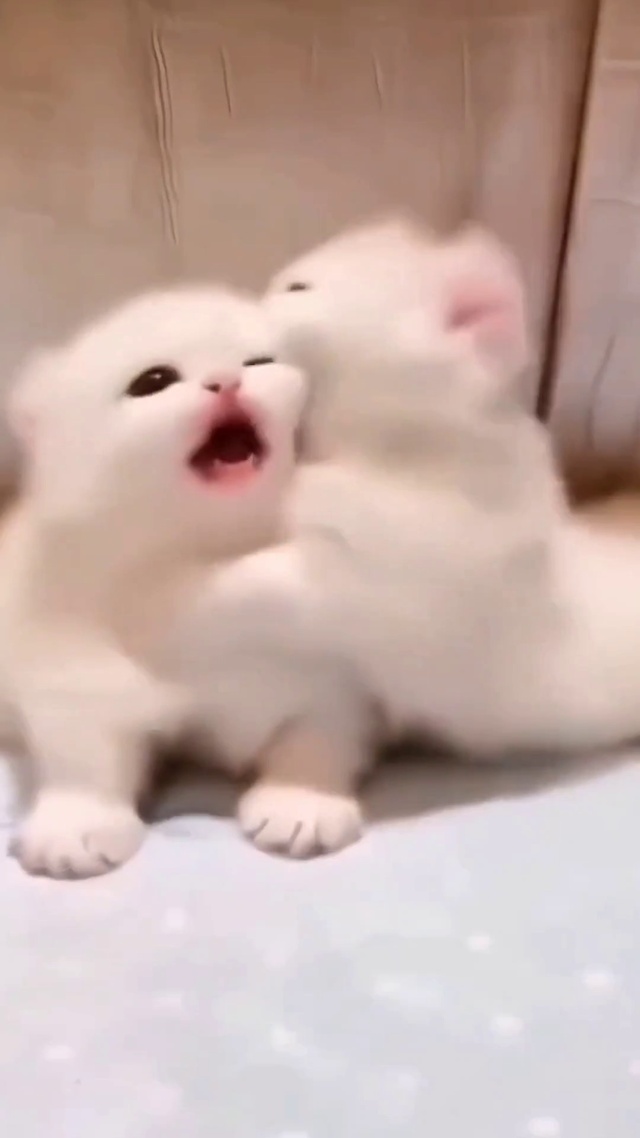 谁不爱猫咪？