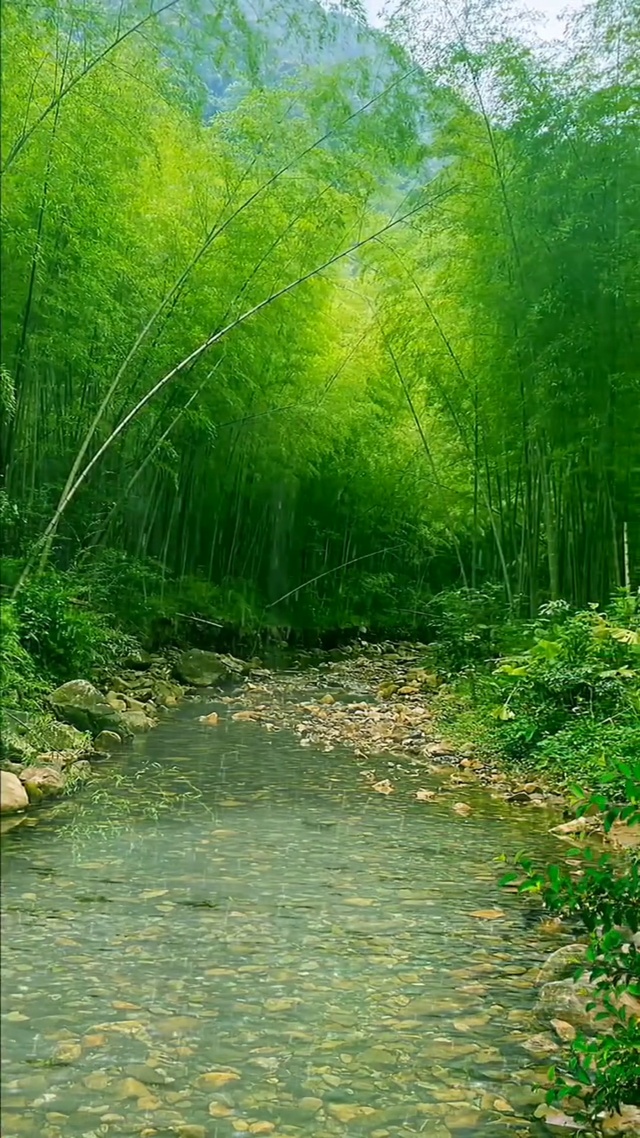 雨中竹林(风景手机动态壁纸) - 风景手机壁纸下载 - 元气壁纸