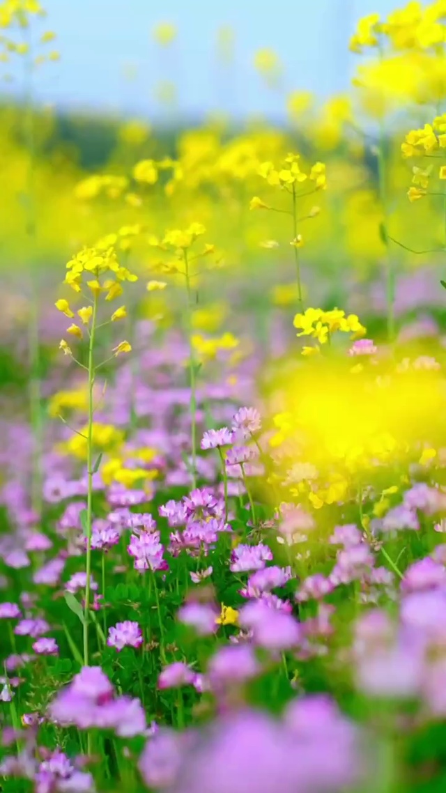 春暖花开