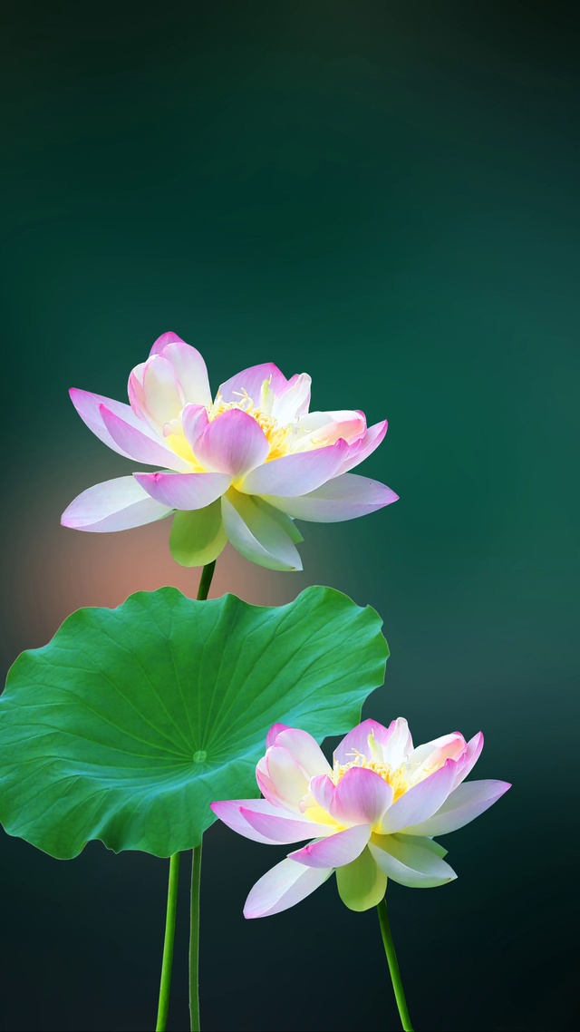 动态荷花壁纸