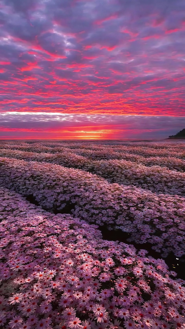 绝美晚霞花海