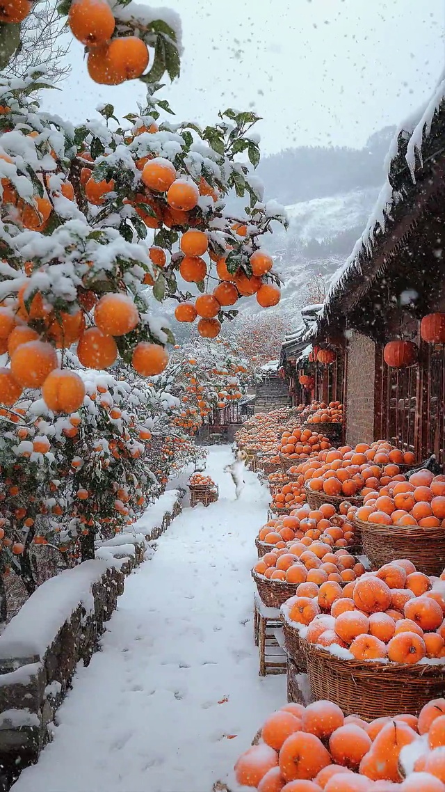 下雪天柿子树
