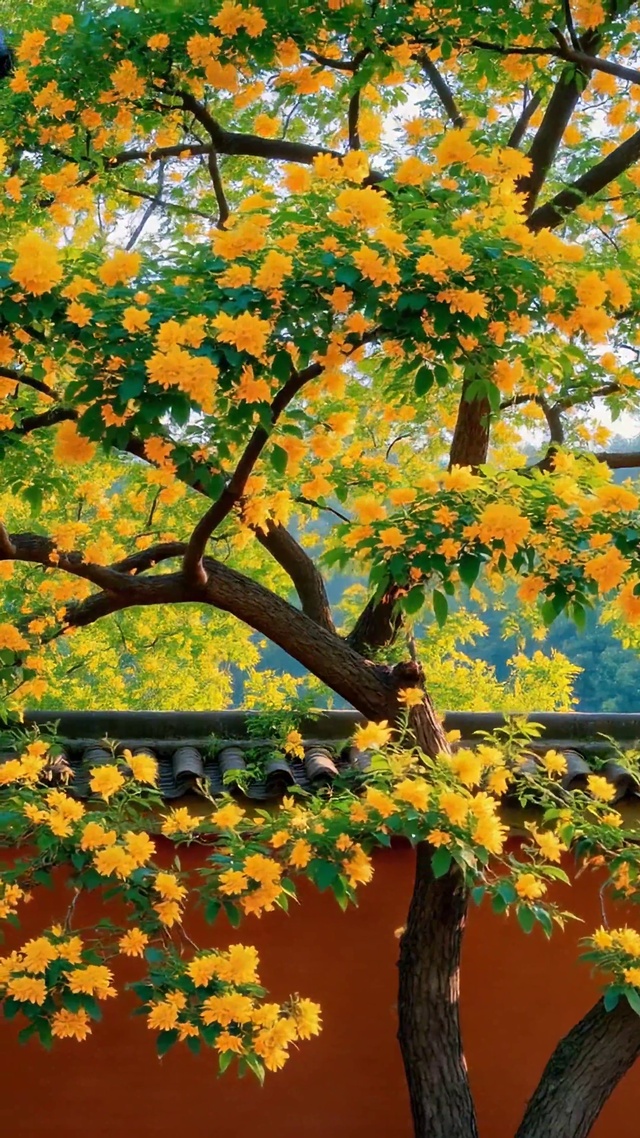 红墙秋日黄花